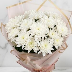Pure White Chrysanthemum Bloom